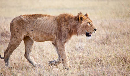 16155407-desperately-searching-for-prey-an-emaciated-young-male-lion-looks-to-be-starving-serengeti-national-.jpg