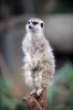 Meerkat I (1024).jpg