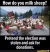 sheep.jpeg